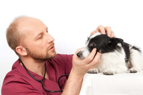 A veterinarian checks a dog's eyes for infection.