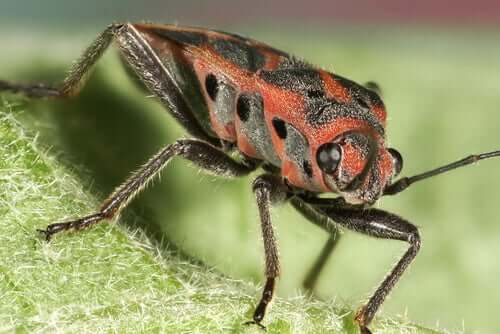 A triatoma infestans sitting on a leaf.