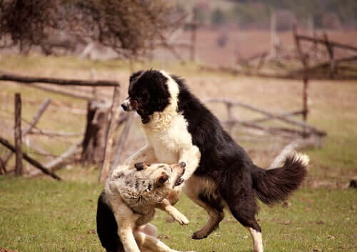 Two dogs fighting.