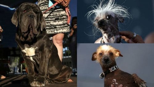 Some contests from the ugly pet contest.