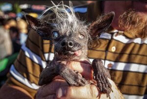 An Ugly Pet Contest - Rewarding the "Ugliest Pet"