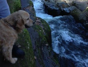 Watson the Golden Retriever and His Fun Photos