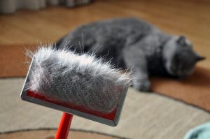 Daily brushing is a great way to prevent hairballs.
