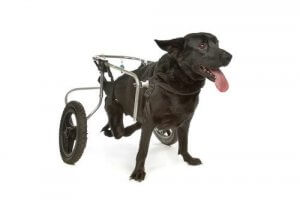 A dog with a wheelchair.