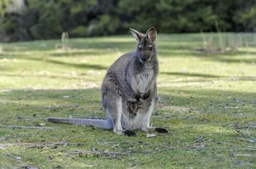 The Common Wallaroo: Characteristics and Conservation - My Animals
