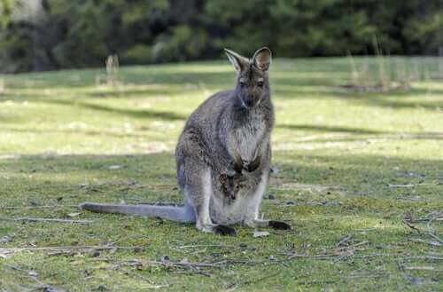 A Macropus robustus standing on a field with her baby.