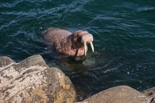 A Pacific walrus in the water.