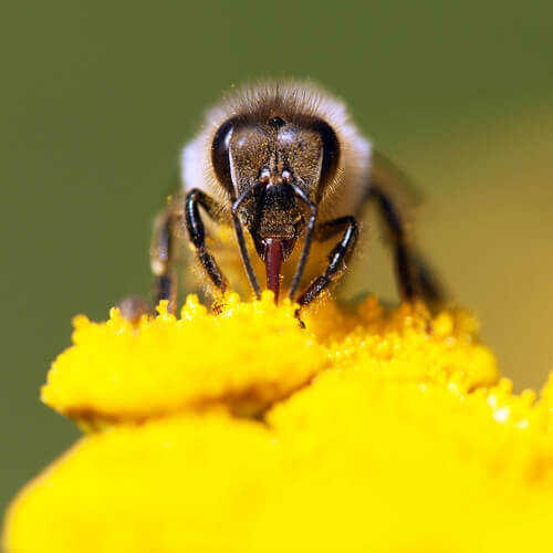 A bee pollinating a flower.