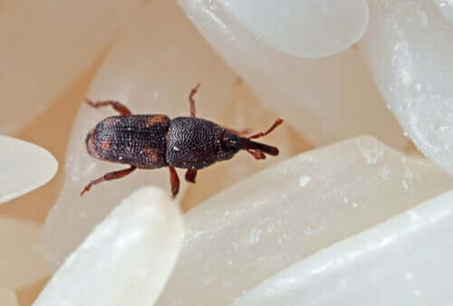 A grain beetle on rice.