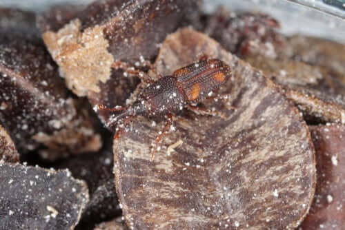 Sitophilus zaemais or wheat weevils.