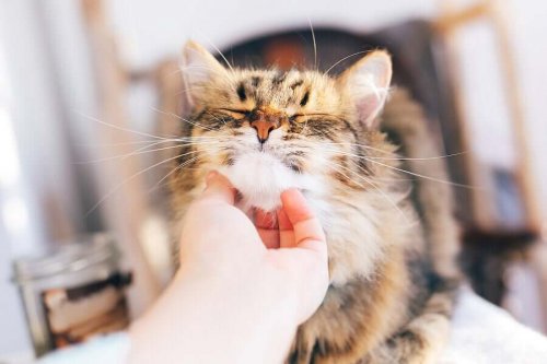 A cat enjoying a chin rub.