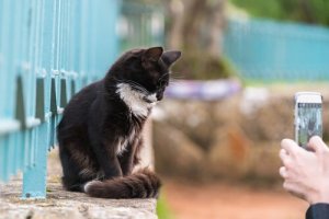 Pet Photos: How to Get Them to Sit Still