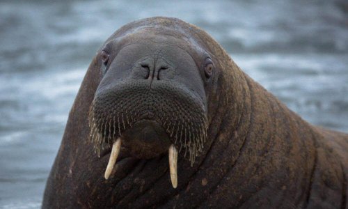 A closeup of an Odobenus rosmarus laptevi.