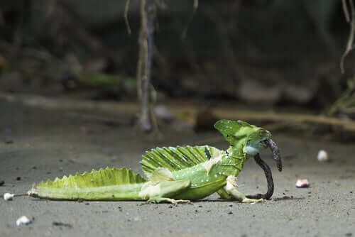 A common basilisk eating a worm.
