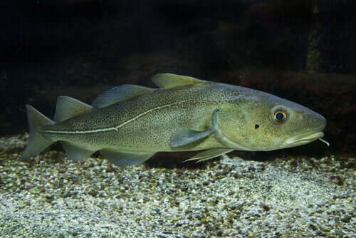 An Atlantic cod on the seabed.