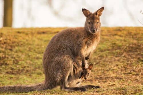 The Common Wallaroo: Characteristics and Conservation