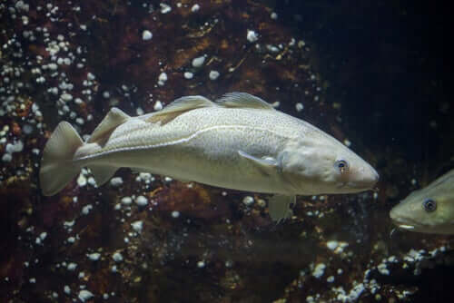 Atlantic Cod: Characteristics and Reproduction - My Animals