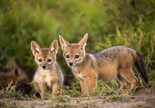 A couple of golden jackal cubs.