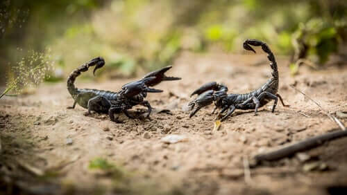 Είναι επικίνδυνοι οι Scorpions;  Οκτώ πράγματα που πρέπει να γνωρίζετε