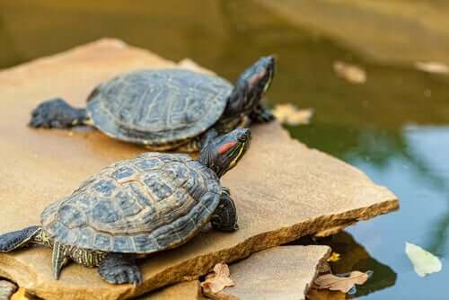 A couple of turtles on a rock.