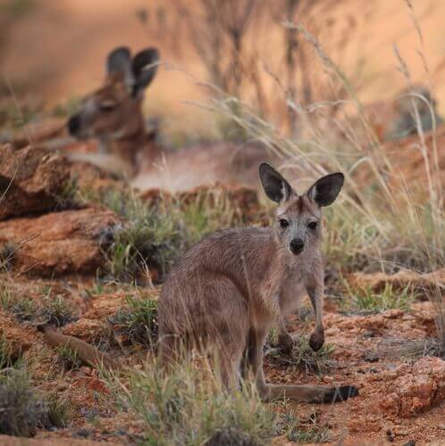 A couple of young common wallaroo.