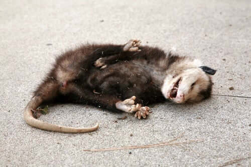 A dead possum on the road.