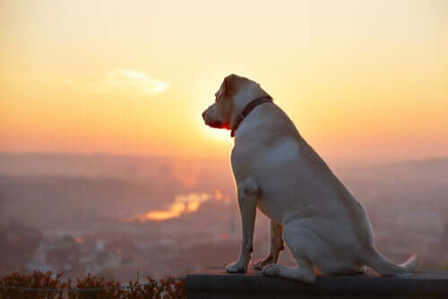 A dog looking from top of a mountain.