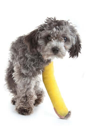 A dog with a broken leg.