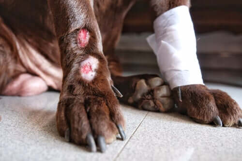 Injuries on a dog's paws.