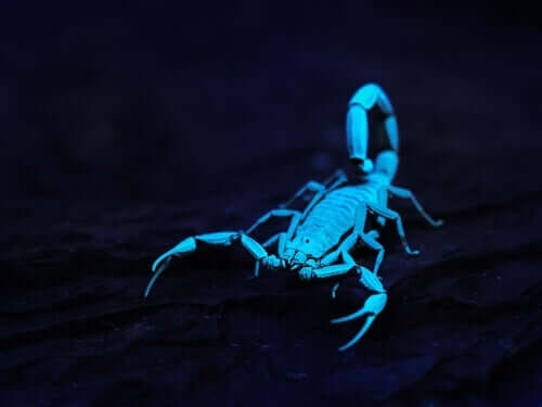 A fluorescent scorpion.