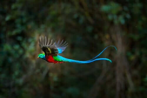 A flying quetzal.