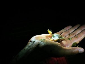 Playing Dead - Why Do Animals Do It?