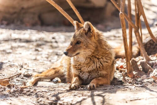 A Canis aureus lying down.