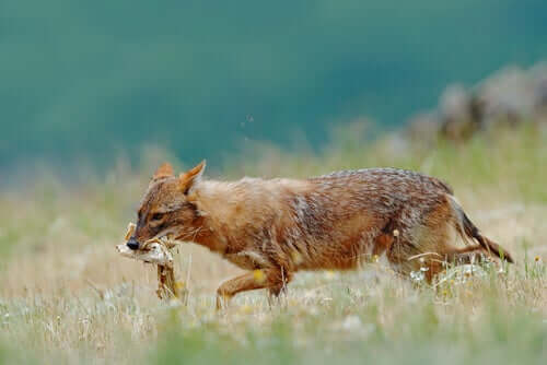 A golden jackal walking away with food.