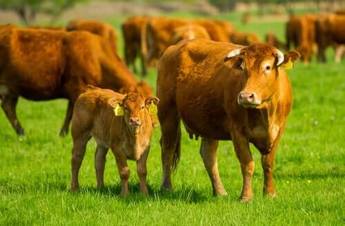 The Word Calf: Etymology and Meaning