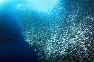 The Sardine Run - The Greatest Show on Earth