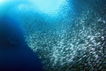 The Sardine Run - The Greatest Show on Earth - My Animals