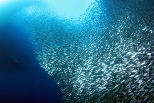 The Sardine Run – The Greatest Show on Earth