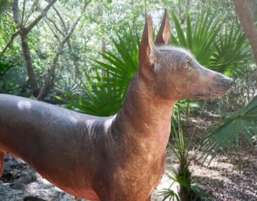 A Mexican hairless dog in a park.