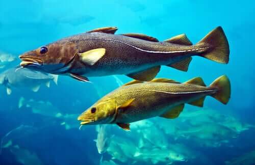 Atlantic Cod: Characteristics and Reproduction