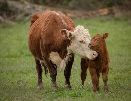 A pair of affectionate cows.