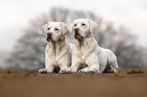 A pair of identical dogs.