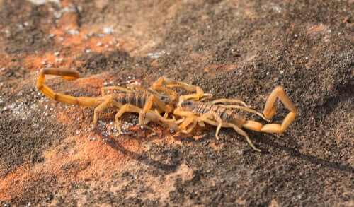 A pair of mating scorpions.