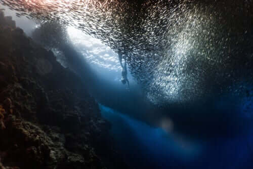 A person swimming with sardines.