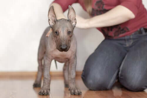 A person petting a hairless dog.