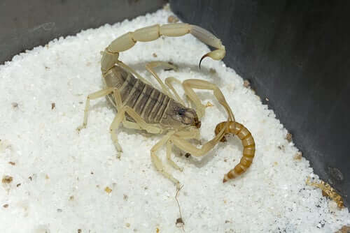 A scorpion eating a worm.