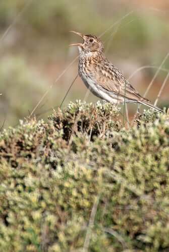 A singing Dupont's lark.