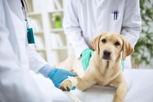 A vet checking a dog's paws.