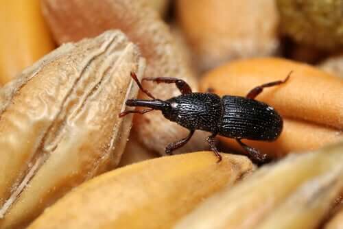 Wheat Weevils: A Plague in Your Pantry