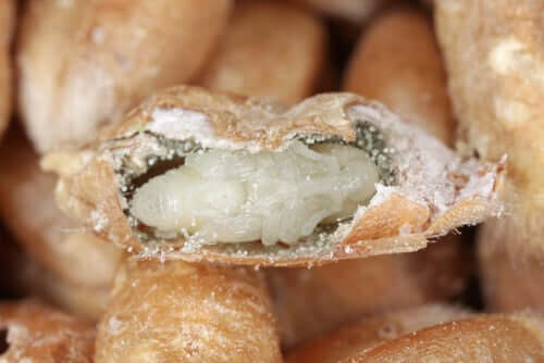 A wheat weevil inside a grain.